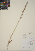  (Piperia elegans - CCDB-24910-E06)  @11 [ ] CreativeCommons - Attribution (2014) Linda Jennings University of British Columbia