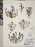  (Triphysaria pusilla - CCDB-24910-H10)  @11 [ ] CreativeCommons - Attribution (2014) Linda Jennings University of British Columbia