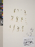  (Gratiola ebracteata - CCDB-24911-A02)  @11 [ ] CreativeCommons - Attribution (2014) Linda Jennings University of British Columbia