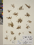  (Coleanthus - CCDB-24911-D07)  @11 [ ] CreativeCommons - Attribution (2014) Linda Jennings University of British Columbia