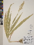  (Sorghum bicolor subsp. bicolor - CCDB-24911-F11)  @11 [ ] CreativeCommons - Attribution (2014) Linda Jennings University of British Columbia
