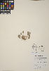  (Ceratocephala testiculata - CCDB-24912-F10)  @11 [ ] CreativeCommons - Attribution (2014) Linda Jennings University of British Columbia