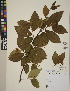  (Cotoneaster rehderi - CCDB-24913-F04)  @11 [ ] CreativeCommons - Attribution (2014) Linda Jennings University of British Columbia