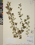  (Cotoneaster dielsianus - CCDB-24913-G04)  @11 [ ] CreativeCommons - Attribution (2014) Linda Jennings University of British Columbia