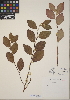  (Cotoneaster lacteus - CCDB-24915-A04)  @11 [ ] CreativeCommons - Attribution (2014) Linda Jennings University of British Columbia