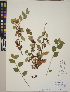  (Cotoneaster symondsii - CCDB-24915-A05)  @11 [ ] CreativeCommons - Attribution (2014) Linda Jennings University of British Columbia