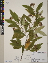  (Cotoneaster x watereri - CCDB-24915-D07)  @11 [ ] CreativeCommons - Attribution (2014) Linda Jennings University of British Columbia