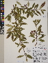  (Cotoneaster salicifolius - CCDB-24915-G05)  @11 [ ] CreativeCommons - Attribution (2014) Linda Jennings University of British Columbia