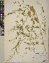  (Chenopodium standleyanum - CCDB-24916-B01)  @11 [ ] CreativeCommons - Attribution (2014) Linda Jennings University of British Columbia