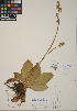  (Saxifraga pensylvanica - CCDB-24916-C01)  @11 [ ] CreativeCommons - Attribution (2014) Linda Jennings University of British Columbia