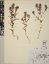  (Orthocarpus imbricatus - CCDB-24916-F09)  @11 [ ] CreativeCommons - Attribution (2014) Linda Jennings University of British Columbia