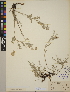  (Astragalus spaldingii - CCDB-24916-G05)  @11 [ ] CreativeCommons - Attribution (2014) Linda Jennings University of British Columbia