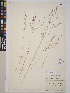  (Agrostis spica-venti - CCDB-24917-A01)  @11 [ ] CreativeCommons - Attribution (2014) Linda Jennings University of British Columbia