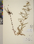  (Steironema lanceolatum - CCDB-24917-C04)  @11 [ ] CreativeCommons - Attribution (2014) Linda Jennings University of British Columbia