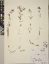  (Proserpinaca pectinata - CCDB-24917-H04)  @11 [ ] CreativeCommons - Attribution (2014) Linda Jennings University of British Columbia