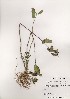  ( - PDBK2000-1569)  @11 [ ] Copyright (2000) Ki Joong Kim Korea University Herbarium (KUS)