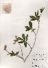  ( - PDBK2001-0714)  @11 [ ] Copyright (2001) Ki Joong Kim Korea University Herbarium (KUS)