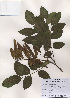  (Maackia amurensis - PDBK2001-1410)  @11 [ ] Copyright (2001) Ki Joong Kim Korea University Herbarium (KUS)