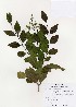  ( - PDBK2003-0743)  @11 [ ] Copyright (2003) Ki Joong Kim Korea University Herbarium (KUS)