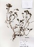  ( - PDBK2003-1469)  @11 [ ] Copyright (2003) Ki Joong Kim Korea University Herbarium (KUS)