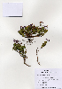  ( - PDBK2004-1177)  @11 [ ] Copyright (2004) Ki Joong Kim Korea University Herbarium (KUS)