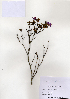  ( - PDBK2004-1350)  @11 [ ] Copyright (2004) Ki Joong Kim Korea University Herbarium (KUS)