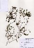  (Thymus quinquecostatus - PDBK2005-0396)  @11 [ ] Copyright (2005) Ki Joong Kim Korea University Herbarium (KUS)
