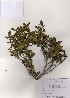  (Rhododendron dauricum - PDBK2005-0400)  @11 [ ] Copyright (2005) Ki Joong Kim Korea University Herbarium (KUS)