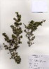  ( - PDBK2005-0437)  @11 [ ] Copyright (2005) Ki Joong Kim Korea University Herbarium (KUS)