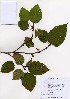  ( - PDBK2005-0648)  @11 [ ] Copyright (2005) Ki Joong Kim Korea University Herbarium (KUS)