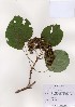  ( - PDBK2005-0686)  @11 [ ] Copyright (2005) Ki Joong Kim Korea University Herbarium (KUS)