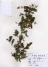  ( - PDBK2005-0718)  @11 [ ] Copyright (2005) Ki Joong Kim Korea University Herbarium (KUS)
