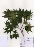  (Acer truncatum - PDBK2005-1051)  @13 [ ] Copyright (2005) Ki Joong Kim Korea University Herbarium (KUS)