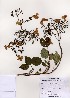  ( - PDBK2005-1090)  @11 [ ] Copyright (2005) Ki Joong Kim Korea University Herbarium (KUS)