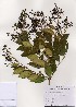  ( - PDBK2005-1232)  @11 [ ] Copyright (2005) Ki Joong Kim Korea University Herbarium (KUS)