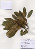  ( - PDBK2005-1261)  @11 [ ] Copyright (2005) Ki Joong Kim Korea University Herbarium (KUS)