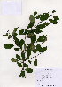  (Rhamnus yoshinoi - PDBK2005-1294)  @11 [ ] Copyright (2005) Ki Joong Kim Korea University Herbarium (KUS)