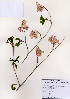  ( - PDBK2006-0057)  @11 [ ] Copyright (2006) Ki Joong Kim Korea University Herbarium (KUS)
