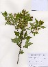  (Philadelphus tenuifolius - PDBK2006-0666)  @11 [ ] Copyright (2006) Ki Joong Kim Korea University Herbarium (KUS)