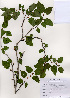 ( - PDBK2006-0775)  @11 [ ] Copyright (2006) Ki Joong Kim Korea University Herbarium (KUS)