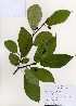  (Ficus erecta - PDBK2006-1159)  @11 [ ] Copyright (2006) Ki Joong Kim Korea University Herbarium (KUS)