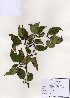  (Cornus officinalis - PDBK2006-1277)  @11 [ ] Copyright (2006) Ki Joong Kim Korea University Herbarium (KUS)
