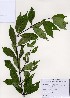  (Callicarpa dichotoma - PDBK2006-1634)  @11 [ ] Copyright (2006) Ki Joong Kim Korea University Herbarium (KUS)