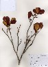  (Rhododendron schlippenbachii - PDBK2006-2550)  @11 [ ] Copyright (2006) Ki Joong Kim Korea University Herbarium (KUS)