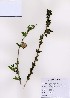  (Abeliophyllum - PDBK2007-0019)  @11 [ ] Copyright (2007) Ki Joong Kim Korea University Herbarium (KUS)