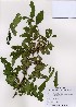  (Hemiptelea - PDBK2007-0254)  @11 [ ] Copyright (2007) Ki Joong Kim Korea University Herbarium (KUS)