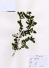  ( - PDBK2007-0449)  @11 [ ] Copyright (2007) Ki Joong Kim Korea University Herbarium (KUS)