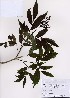 (Sambucus sieboldiana - PDBK2008-0031)  @11 [ ] Copyright (2008) Ki Joong Kim Korea University Herbarium (KUS)