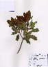  (Rhaphiolepis umbellata - PDBK2008-0072)  @11 [ ] Copyright (2008) Ki Joong Kim Korea University Herbarium (KUS)