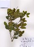  (Distylium - PDBK2008-0077)  @13 [ ] Copyright (2008) Ki Joong Kim Korea University Herbarium (KUS)